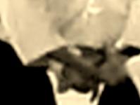 Ushiro ryote kote gaeshi dorsal